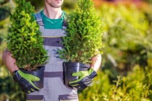 plant or removal st johns fl