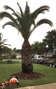 tree trimming st johns county fl