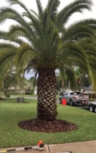 palm trimming st johns fl