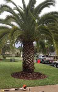palm trimming st johns county fl
