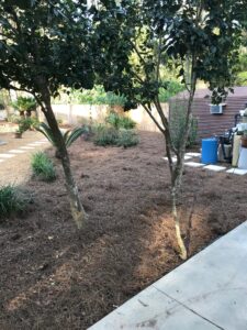 pine straw install st johns fl
